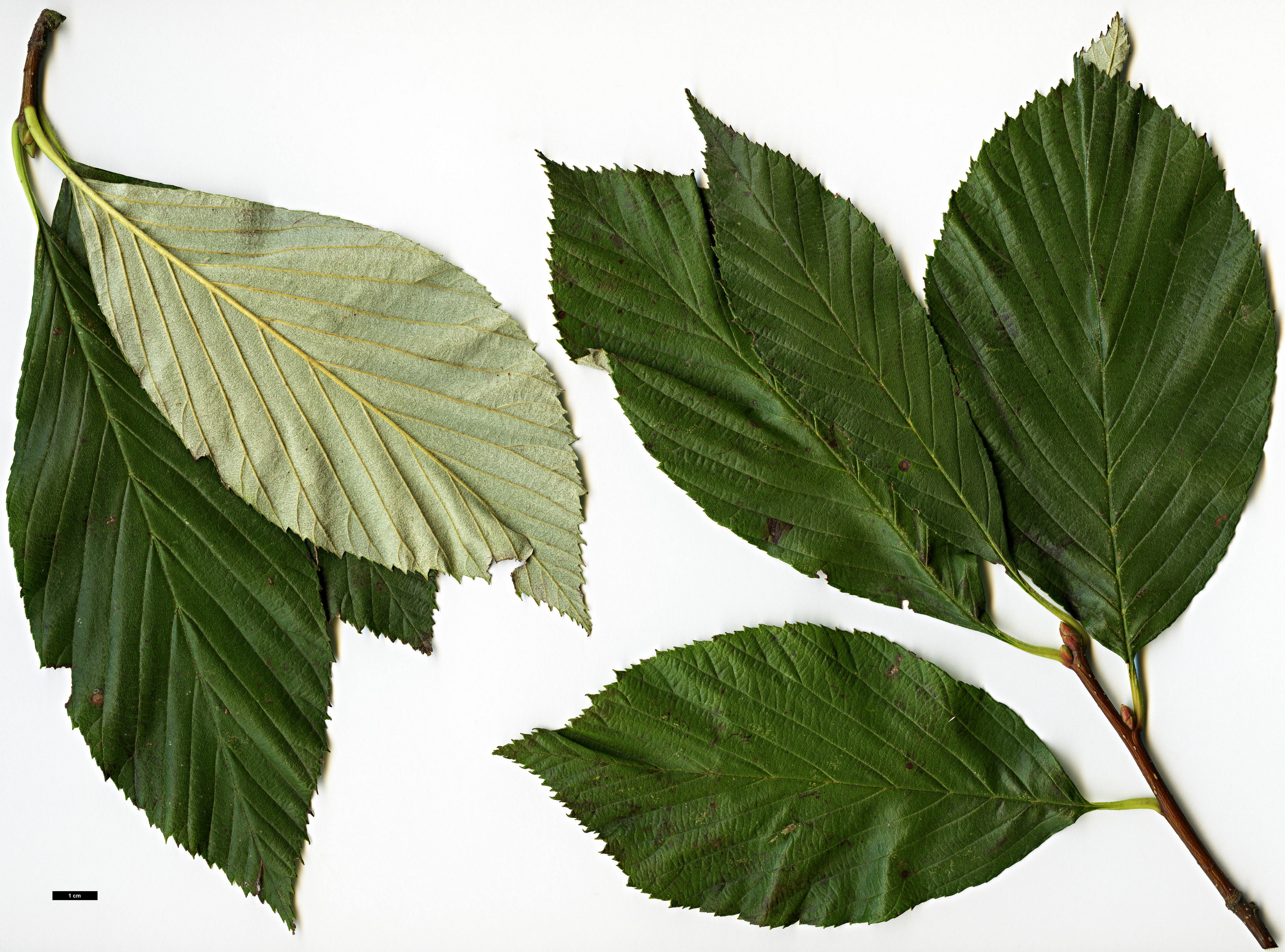 High resolution image: Family: Rosaceae - Genus: Sorbus - Taxon: ambrozyana